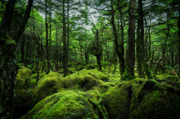 長野　原生林
