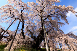 滝桜